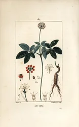 Ginseng americano, mostrando flor, hoja, semilla y raíz