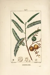 Amla (amala, amalaki), grosella nepalí o india, myrobolan emblique - Grosella nepalí o india, Phyllanthus emblica, hoja, fruto y semilla. Grabado en cobre a mano coloreado por Lambert Junior de un dibujo de Pierre Jean-Francois Turpin