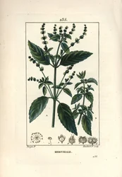 Mercurial anual - Mercurial, Mercurialis annua. Grabado en cobre a mano coloreado por Lambert Junior de un dibujo de Pierre Jean-Francois Turpin de 