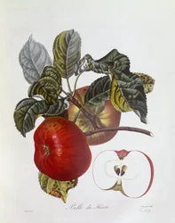 Manzana "Belle du Havre", Henry Louis Duhamel du Monceau, lámina botánica de Pierre Jean Francois Turpin