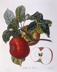 Manzana "Belle du Havre", placa botánica por Pierre Jean Francois Turpin