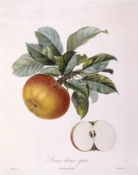 Manzana "Doux Amer Gris", Henry Louis Duhamel du Monceau, placa botánica por Pierre Jean Francois Turpin