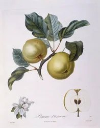 Manzana "Pomme d