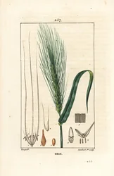 Cebada - Cebada, Hordeum vulgare, mostrando tallo, hoja y espiga de semilla. Grabado en cobre a puntos coloreado a mano por Lambert Junior de un dibujo de Pierre Jean-Francois Turpin de Chaumeton, Poiret y Chamberet