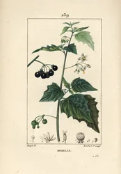 Hierba mora, mataperros o uva de lobo - Hierba mora, Solanum nigrum. Grabado calcográfico a punteado coloreado a mano por Lambert Junior, según un dibujo de Pierre Jean-François Turpin, de «La Flore Médicale» de Chaumeton, Poiret y Chamberet, París