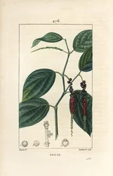 Pimienta negra - Pimienta negra, Piper nigrum, con hoja, tallo y granos de pimienta maduros e inmaduros. Grabado en cobre a mano coloreado por Lambert Junior de un dibujo de Pierre Jean-Francois Turpin de 