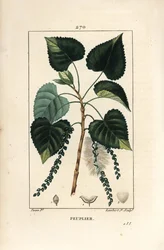 Álamo negro, Populus nigra, con hoja, tallo y semilla. Grabado calcográfico a puntos coloreado a mano por Lambert Junior según un dibujo de Pierre Jean-François Turpin, de “La Flore Médicale” de Chaumeton, Poiret y Chamberet, París, Panckoucke