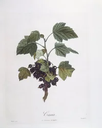 Grosella negra (Ribes nigrum) o cassis Noir de Bourgogne, placa botánica de Pierre Jean Francois Turpin