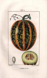 Botánica: calabaza - Calabaza, semilla y sección a través del fruto, calabaza, Cucurbita pepo. Grabado en cobre a mano coloreado por Lambert de un dibujo de Pierre Jean-Francois Turpin del libro “La Flore Medicale,” París