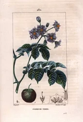 Botánica: patata - Planta de patata, flores y fruto, Solanum tuberosum