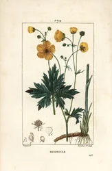 Botón de oro - Ranunculus acris, con flor, hoja, tallo y raíz. Grabado en cobre a mano coloreado por Lambert Junior de un dibujo de Pierre Jean-Francois Turpin de 