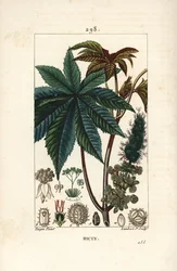 Planta de ricino, Ricinus communis, con hoja, flor, tallo y semilla. Grabado en cobre a mano coloreado por Lambert Junior a partir de un dibujo de Pierre Jean-François Turpin del libro “La Flora” de Chaumeton, Poiret y Chamberet