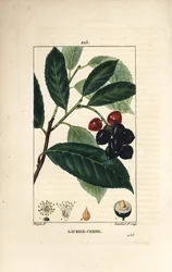 Laurel cerezo - Laurel cerezo, Prunus laurocerasus, con hoja, fruto y semilla. Grabado en cobre a mano coloreado por Lambert Junior de un dibujo de Pierre Jean-Francois Turpin de 