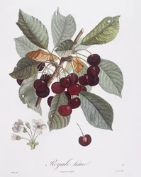 Cerezo (Prunus avium), Henry Louis Duhamel du Monceau, lámina botánica de Pierre Jean François Turpin