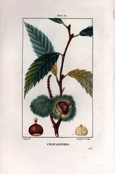 Rama de castaño con fruto (castaña) - Castaño dulce, Castanea sylvestris