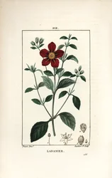 Cistus de Creta - Jara, Cistus creticus. Grabado en cobre a puntos coloreado a mano por Lambert Junior de un dibujo de Pierre Jean-Francois Turpin de 
