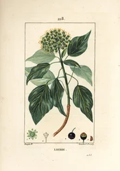 Hiedra trepadora - Hiedra común, Hedera helix. Grabado en cobre a mano coloreado por Lambert Junior de un dibujo de Pierre Jean-Francois Turpin de 
