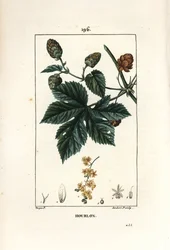 Lúpulo trepador, mostrando hojas y flores