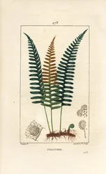 Polipodio común - Helecho Polypodium vulgare, con hoja, semilla y raíz. Grabado en cobre a mano coloreado por Lambert Junior de un dibujo de Pierre Jean-Francois Turpin de 