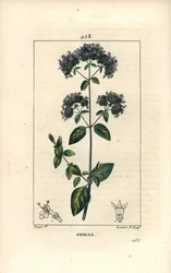 Orégano común, también llamado mejorana silvestre - Origanum vulgare, con flor, hoja, tallo y semilla. Grabado en cobre a mano a color por Lambert Junior de un dibujo de Pierre Jean-Francois Turpin de Chaumeton, Poiret y