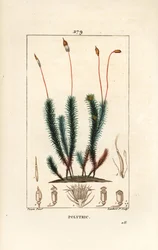 Polytrichum común (musgo) - Polytrichum común. Grabado en cobre a mano coloreado por Lambert Junior de un dibujo de Pierre Jean-Francois Turpin de "La Flore Medicale," Paris, Panckoucke