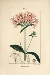 Jabón común, Saponaria officinalis, con flor, hoja, tallo y semilla. Grabado en cobre a mano coloreado por Lambert Junior de un dibujo de Pierre Jean-Francois Turpin de 