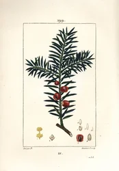 Tejo común o tejo con bayas - Tejo, Taxus baccata. Grabado en cobre a mano coloreado por Lambert Junior de un dibujo de Pierre Jean-Francois Turpin de 