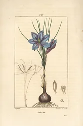 Crocus sativus, mostrando flor, hoja, tallo, bulbo y estigma. Grabado en cobre a mano coloreado por Lambert Junior de un dibujo de Pierre Jean-Francois Turpin