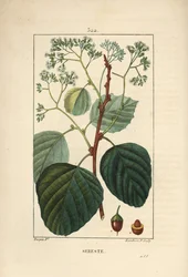 Sebestier doméstico - Ciruela asiria o lasura, Cordia myxa, con flor, hoja, tallo y fruto. Grabado en cobre a mano coloreado por Lambert Junior de un dibujo de Pierre Jean-Francois Turpin de Chaumeton, Poiret y Chamberet