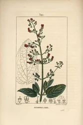Escrofula de oreja - Higuera de agua, Scrophularia aquatica, con flor, hoja, tallo, semilla y contorno de hoja. Grabado en cobre a mano coloreado a partir de un dibujo de Pierre Jean-Francois Turpin del libro de Chaumeton, Poiret y Chamberet “La Flore Medi