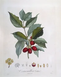 Cornalina europea (Cornus mas), Henry Louis Duhamel du Monceau, placa botánica por Pierre Jean Francois Turpin