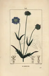 Escabiosa de campo - Escabiosa de campo, Knautia arvensis, con flor, hoja, tallo, semilla y contorno de hoja. Grabado en cobre a mano coloreado por Lambert Junior de un dibujo de Pierre Jean-Francois Turpin de “La Flore Médicale” de Chaumeton, Poiret y Cha