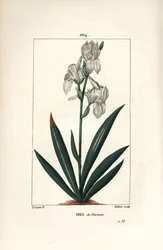 Iris florentino, Iris florentina, flor y hoja. Grabado en cobre a puntos coloreado a mano por Dubois de un dibujo de Pierre Jean-Francois Turpin de 