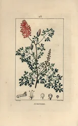 Fumaria officinalis, mostrando flores, hojas y semillas