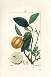 Garcinia gummi gutta o Tamarindo de Malabar, Gambooge, Brindall Bay - Árbol de goma guttae, Cambogia gutta, con fruto, hoja, flor y fruto en sección. Grabado en cobre a puntos coloreado a mano por Lambert Junior de un dibujo de Pierre Jean-Francois Turpin