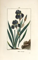 Lirio alemán o Lirio de jardín - Flor azul de luz, Iris germanica, hoja, flor y raíz. Ilustración de La Flore Medicale