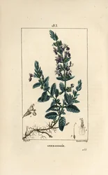 Germandrina