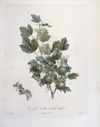 Grosella espinosa (Ribes uva-crispa), placa botánica de Pierre Jean Francois Turpin