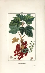 Grosellero rojo, mostrando hoja, tallo, fruto y flor