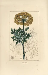 Ferula gomosa o galbano - Galbano, Ferula gummosa, mostrando flores, hojas y semillas. Grabado en cobre a puntos coloreado a mano por Lambert Junior de un dibujo de Pierre Jean-Francois Turpin de Chaumeton, Poiret y Chamberet