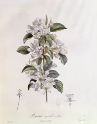 Flor de espino (Crataegus azarolus), placa botánica de Pierre Jean Francois Turpin
