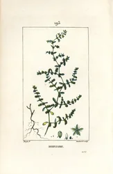 Herniaria glabra, mostrando hojas y flores