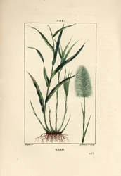 Nardo indio, indica, espicanardo - Nardo, Andropogon nardus, con hoja, raíz y flor. Grabado en cobre a puntos coloreado a mano por Lambert Junior de un dibujo de Pierre Jean-Francois Turpin de Chaumeton, Poiret y Chamberet