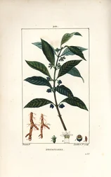 Ipeca o Ipecacuana - Ipecacuanha, Psychotria emetica, con hoja, flor y raíz. Ilustración de La Flore Medicale