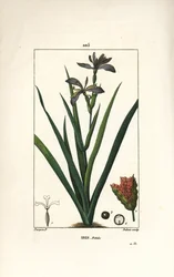 Iris fétido o iris pata, iris apestoso - Iris apestoso, Iris foetida, con flor, hoja y vaina de semillas. Grabado en cobre a puntos coloreado a mano por Dubois de un dibujo de Pierre Jean-Francois Turpin de 
