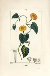 Jalapa, Convolvulus jalappa. Ilustración de La Flore Medicale