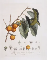 Caqui japonés (Diospyros kaki), Henry Louis Duhamel du Monceau, placa botánica por Pierre Jean Francois Turpin