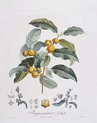 Caqui japonés (Diospyros kaki), Henry Louis Duhamel du Monceau, lámina botánica por Pierre Jean Francois Turpin