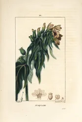 Jusquiame - Beleño venenoso, Hyoscyamus vulgaris, flor, hoja y semilla. Grabado en cobre a puntos coloreado a mano por Lambert Junior de un dibujo de Pierre Jean-Francois Turpin de 
