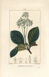 Ladenbergia oblongifolia (Cinchona magnifolia), con flor, rama, hoja y semilla. Grabado en cobre a mano coloreado por Lambert Junior de un dibujo de Pierre Jean-Francois Turpin de 